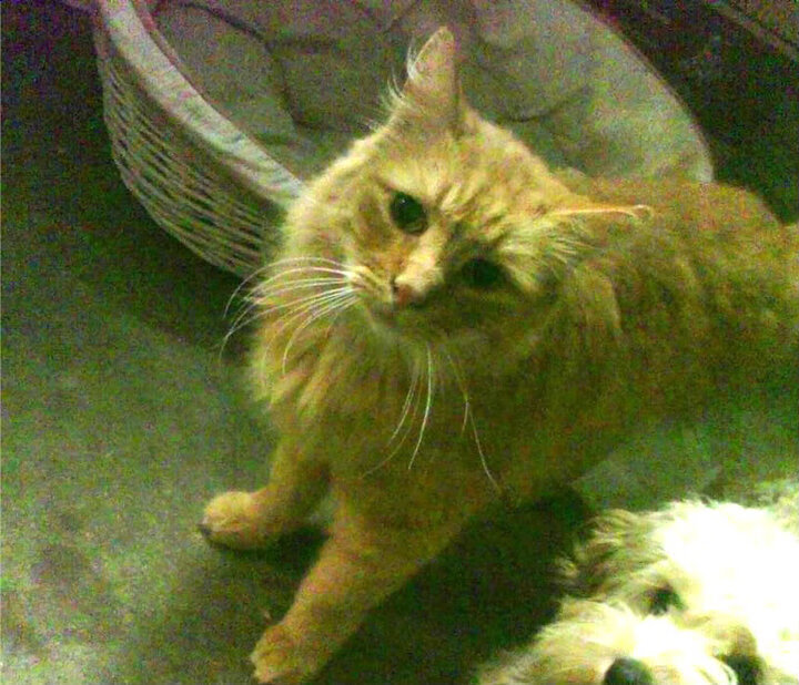 锡安50分血洗巴克莱中心!公牛4-0横扫篮网晋级,新王统治力惊骇联盟