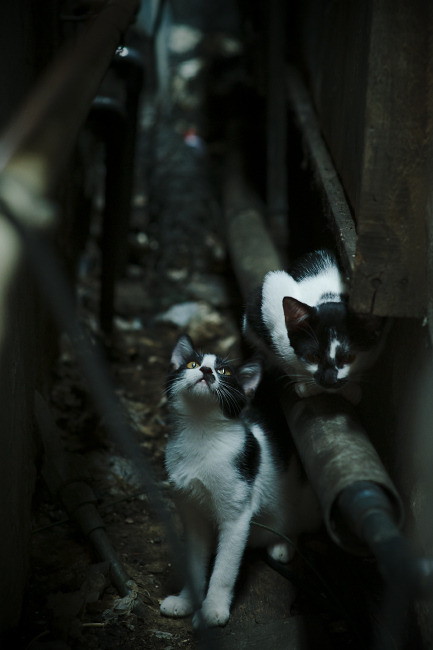 唯一性的交响,红牛车队完胜威廉姆斯,阿隆索状态火热的独奏