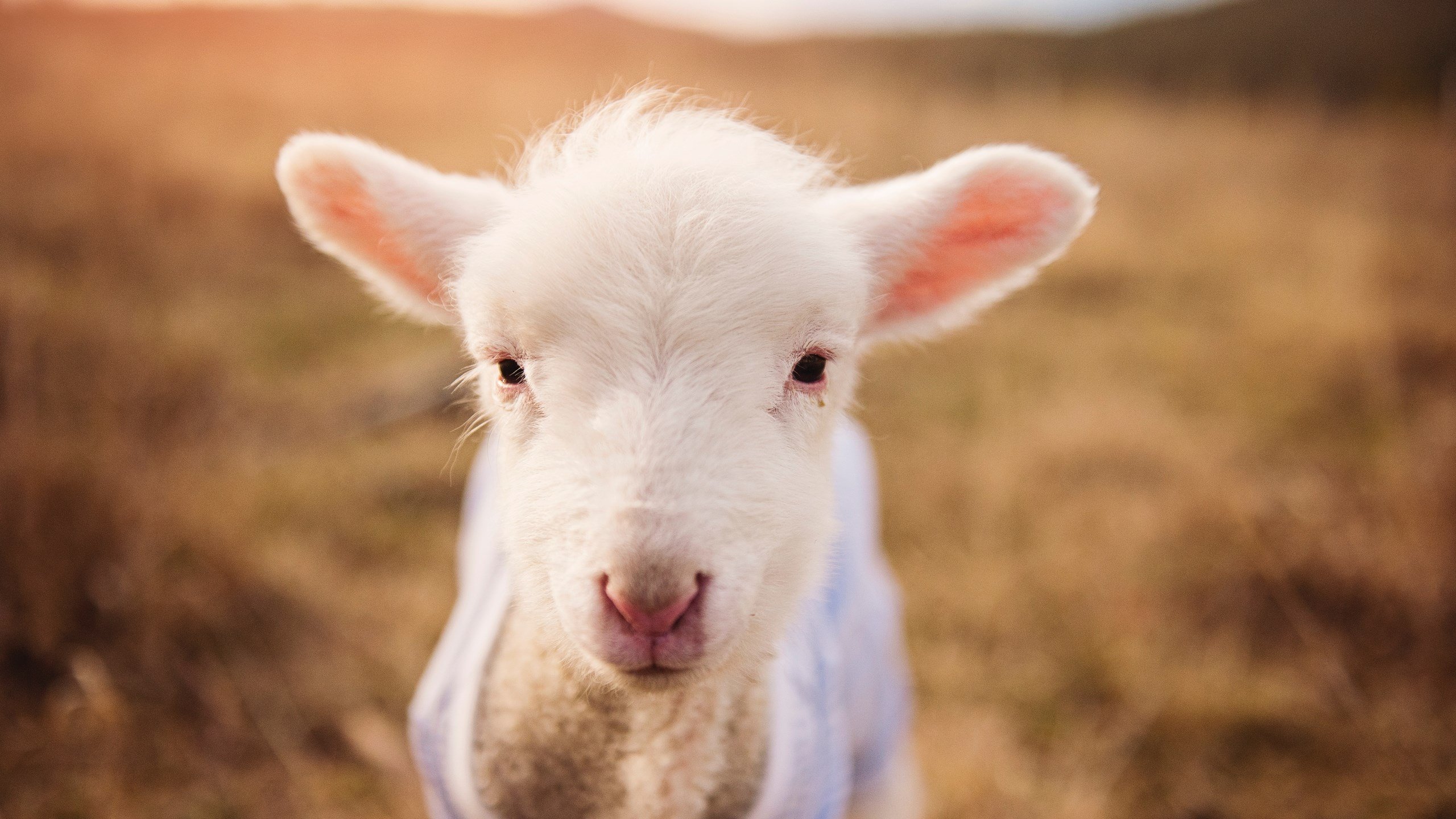 跨洋对决,浙江队一波带走篮网,非典型哈登成为关键先生