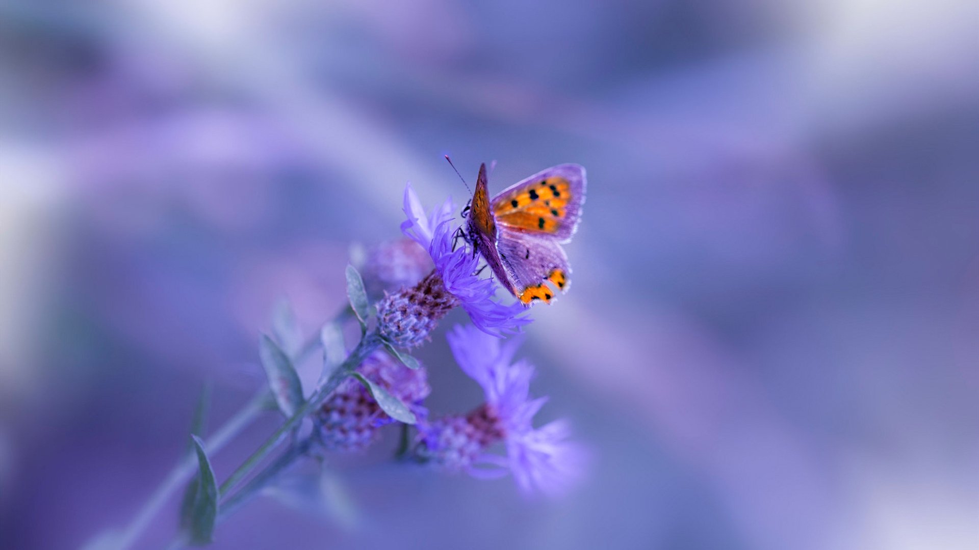 掘金打穿步行者，字母哥在NBA季后赛接管比赛