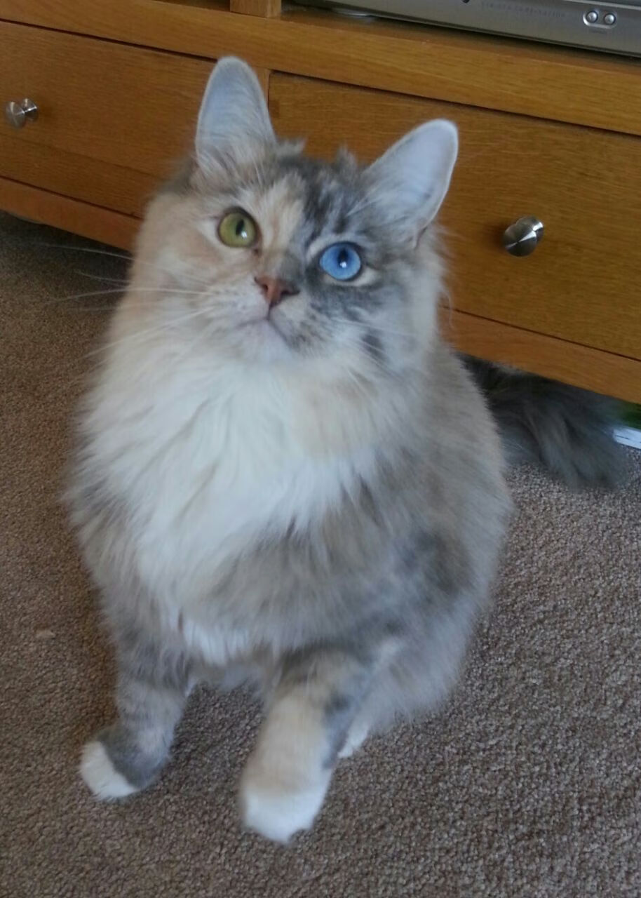 时空折叠之战,当CBA总冠军遇上NBA西部劲旅,詹姆斯撕裂次元壁