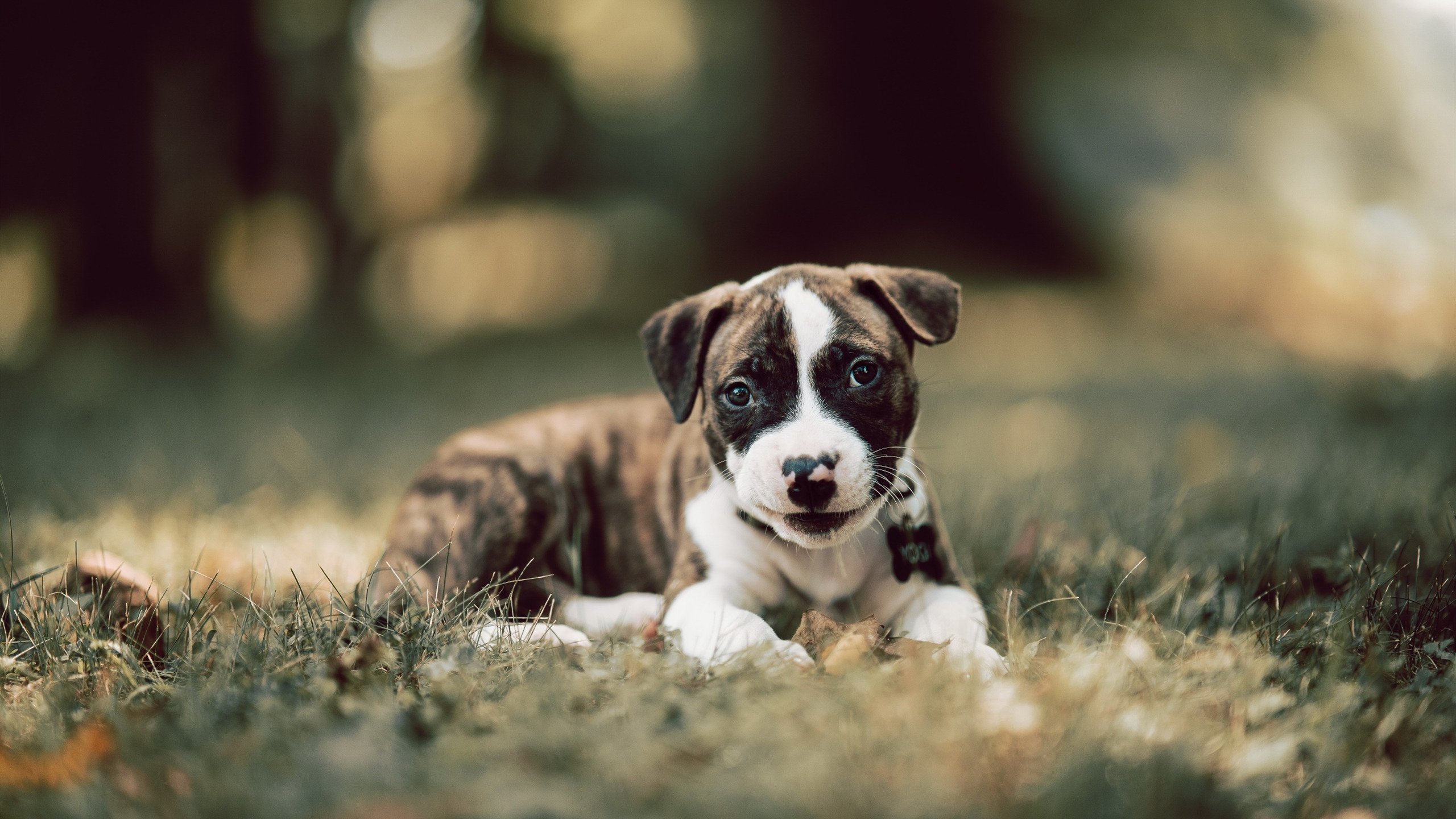 今夜只有凯塞多,一位小人物在首尔的压力熔炉中,如何锻造为国米的英雄图腾