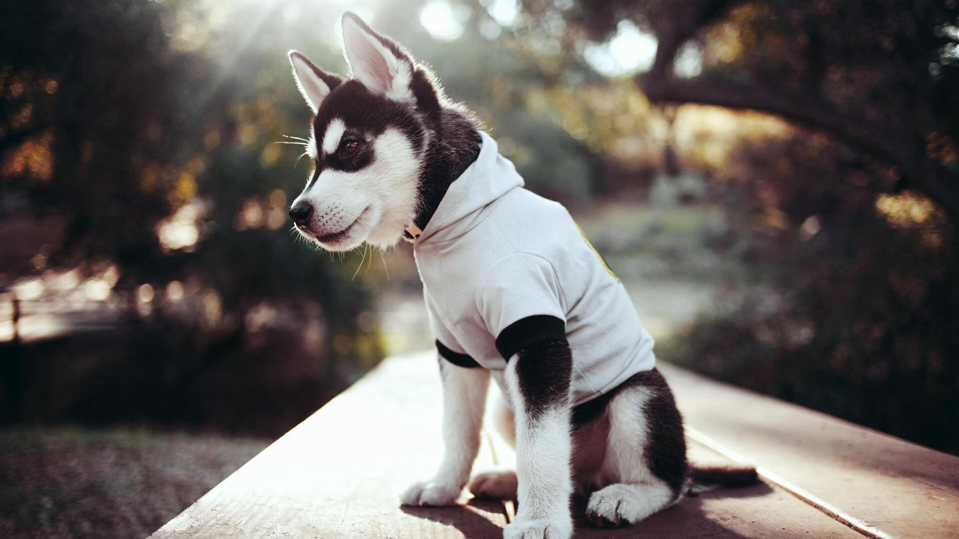 马克西之夜！开拓者赛季首胜背后的青春风暴