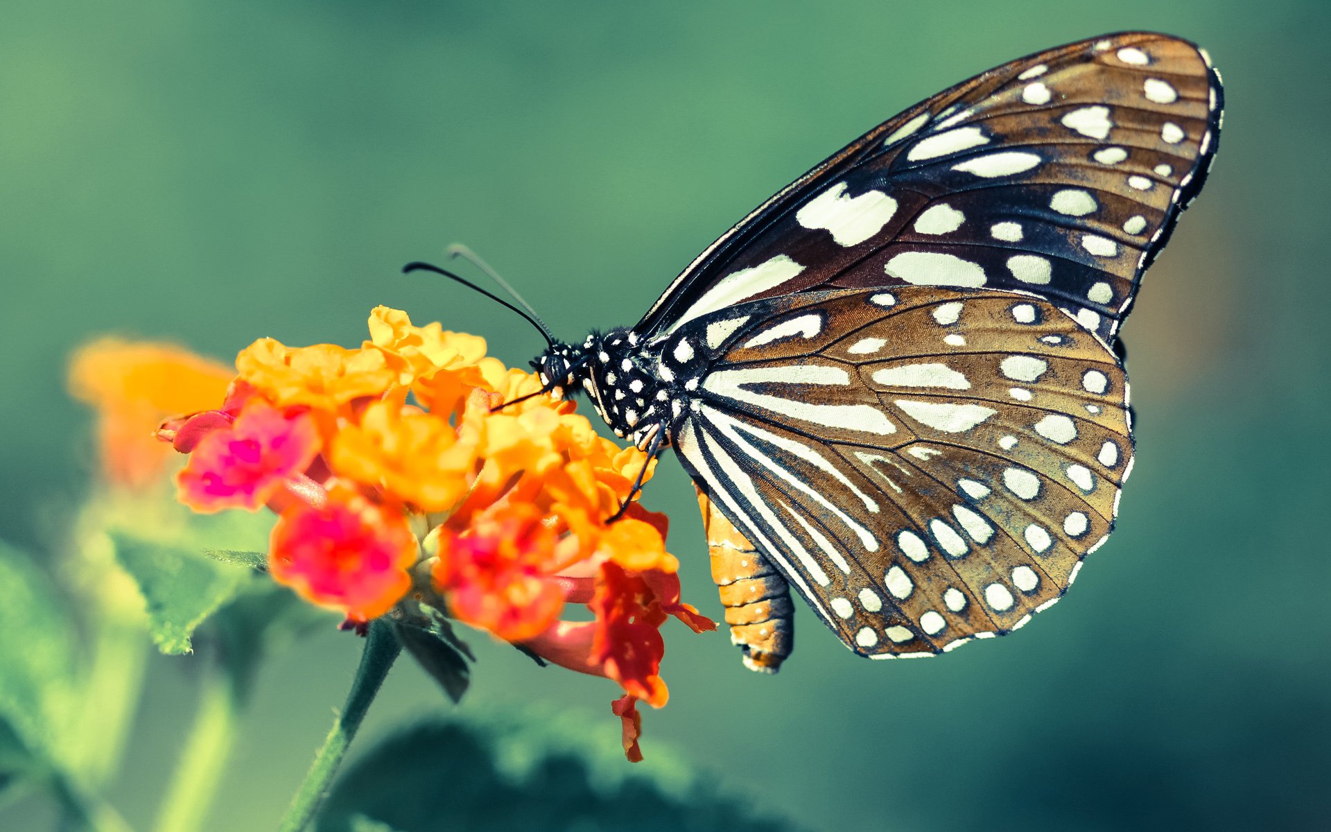 极速对决与篮球烽火，F1街道赛焦点战如何映照广厦队提前终结浙江队悬念？