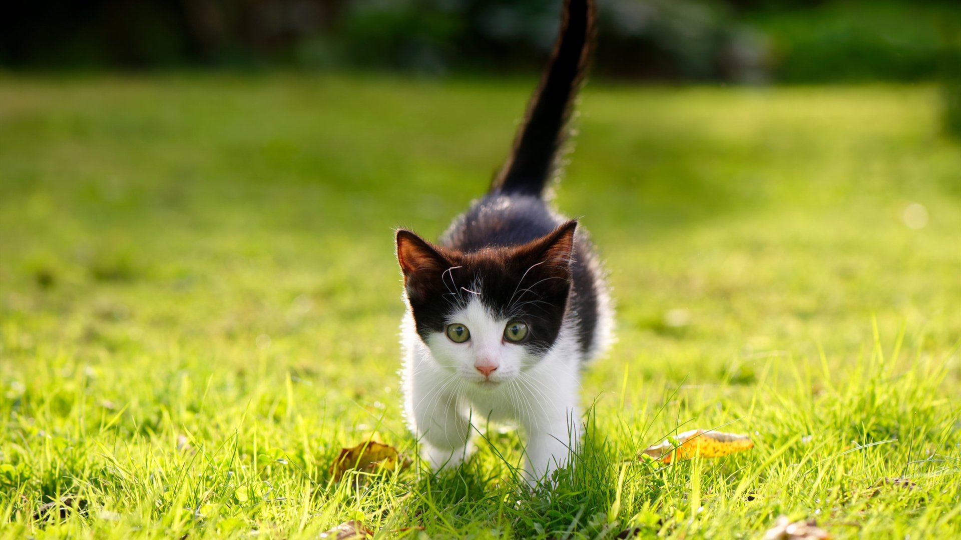 当篮球场遇见世界杯，东契奇单节逆转背后的斯洛文尼亚记忆