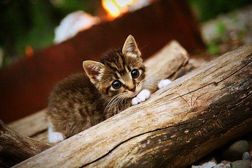 红魔跨越大陆的致敬，一场虚构胜利与一个真实天才