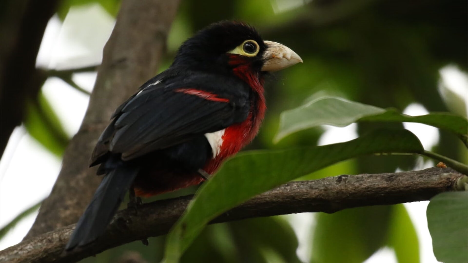 改写命运的唯一一夜，哈登在抢七的硝烟中完成自我定义