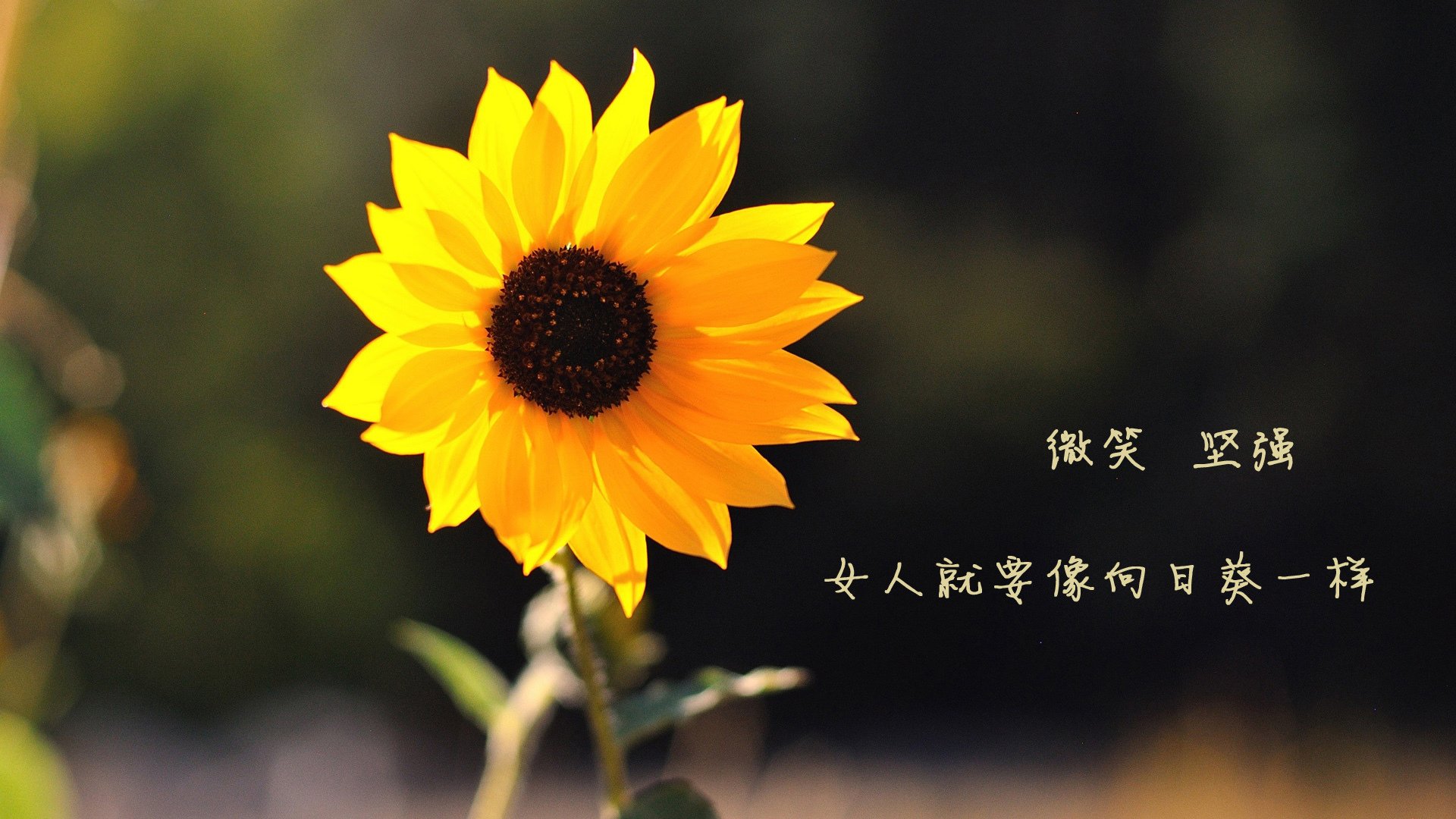 锡安之夜！上海男篮绝地反击，终结广东王朝心理壁垒