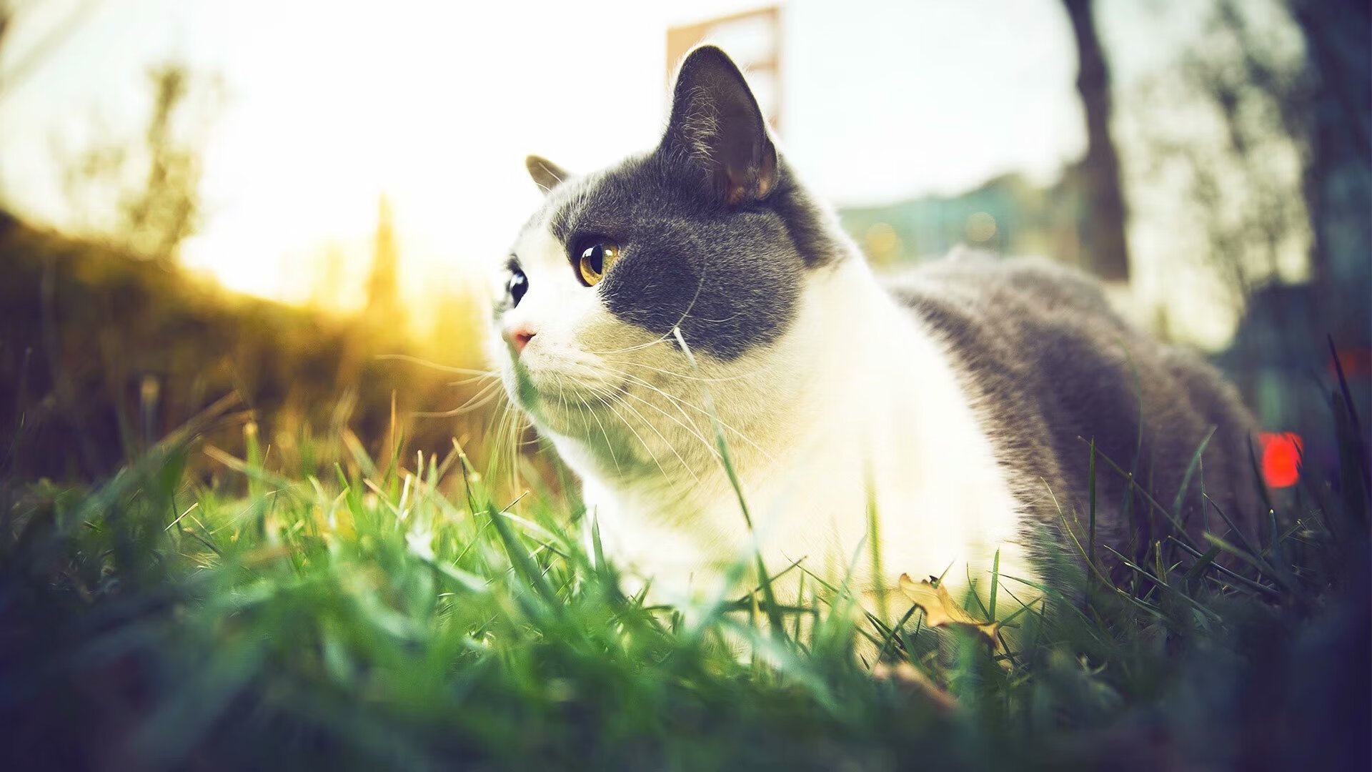 爵士夜袭布鲁克林，西亚卡姆41分背后，是谁在暗自饮恨？