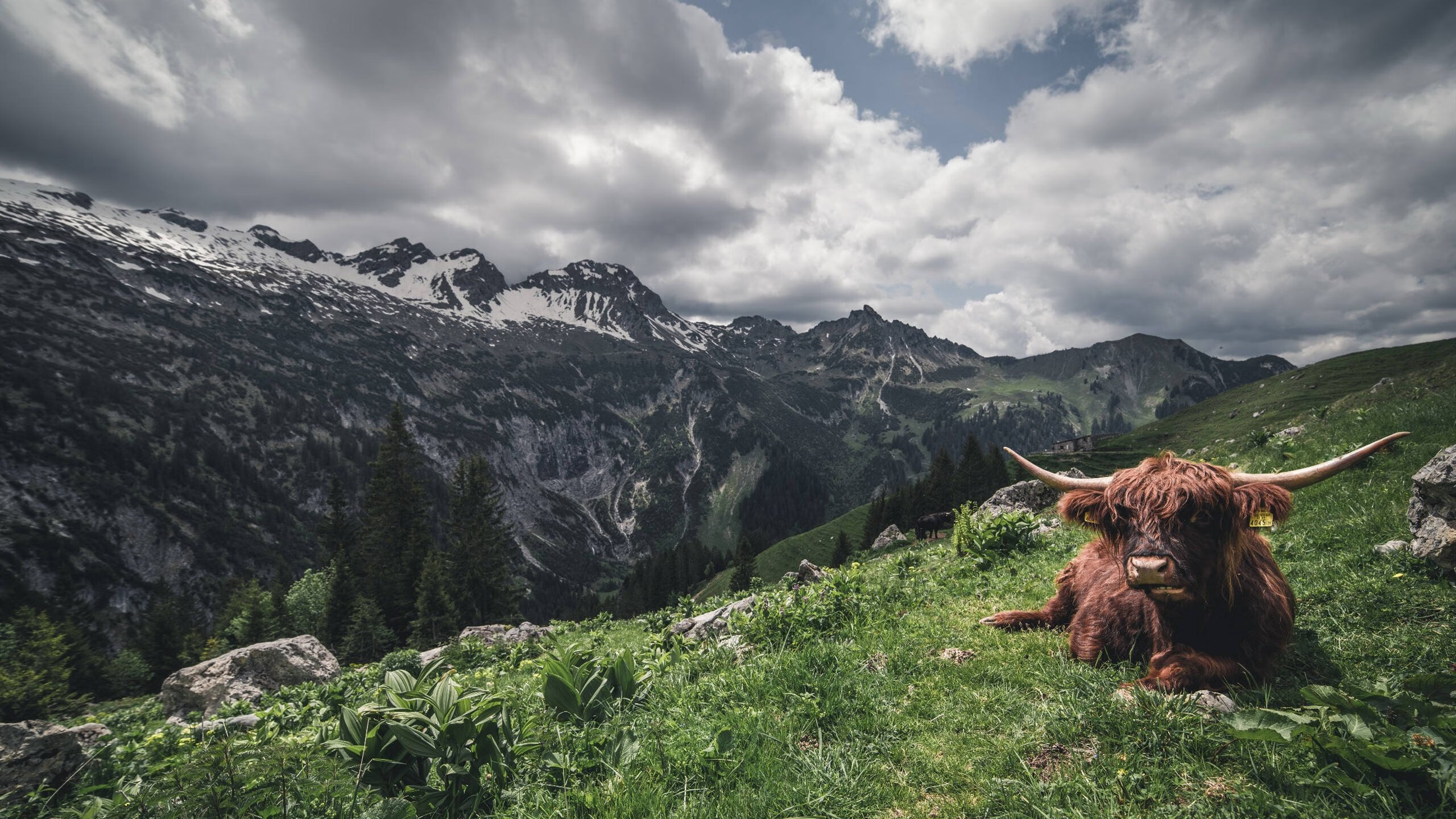 跨越太平洋的绝杀，当杜兰特在灰熊与辽宁的传奇夜晚成为关键先生