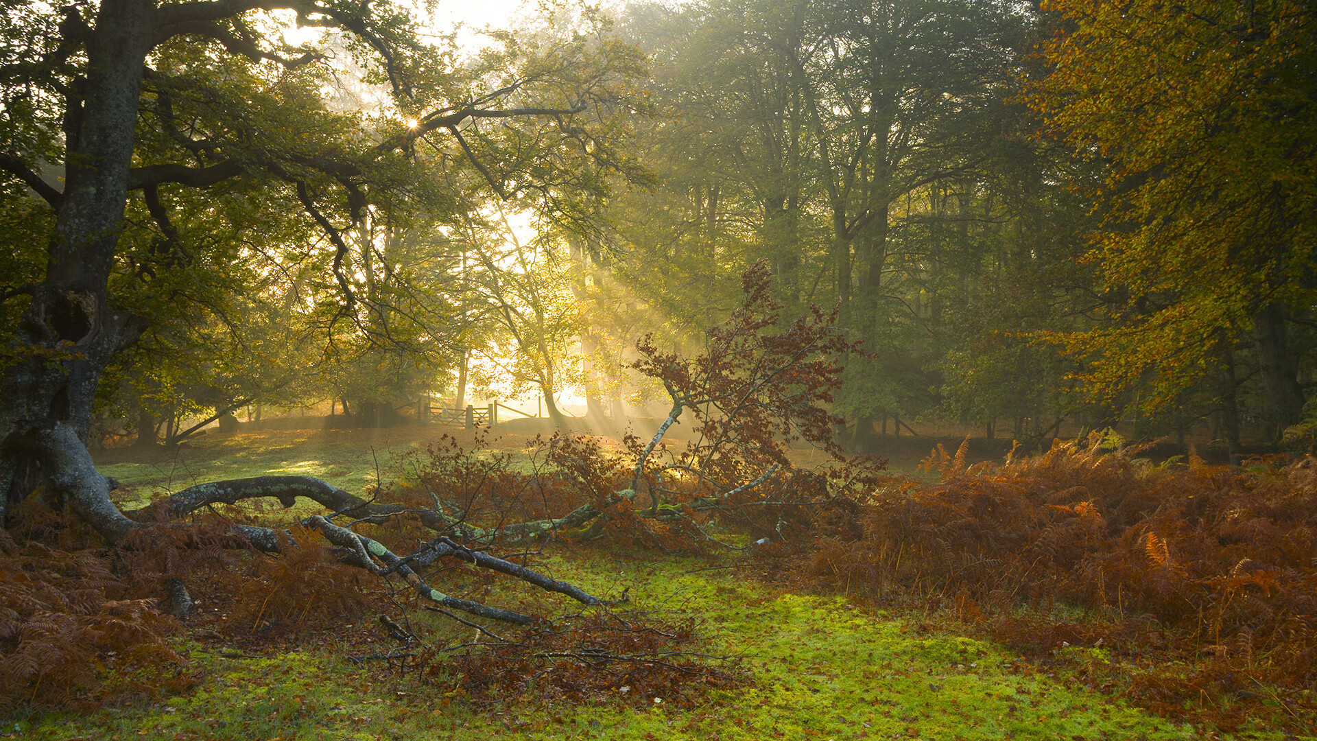 字母引擎全速驱动,活塞攻防转换碾压鹈鹕