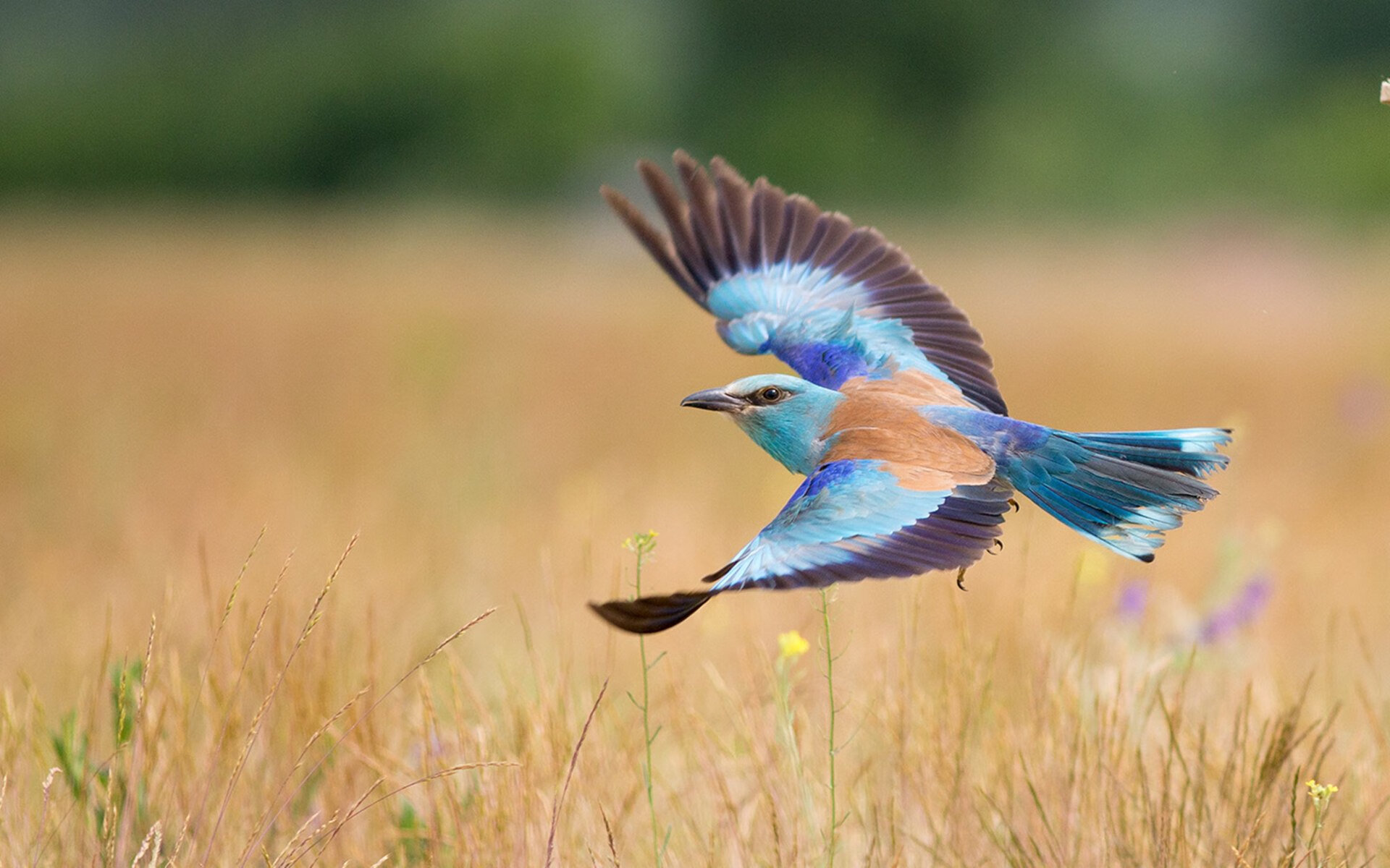 莱万？不，墨西哥对阵法国中的大场面先生另有其人！