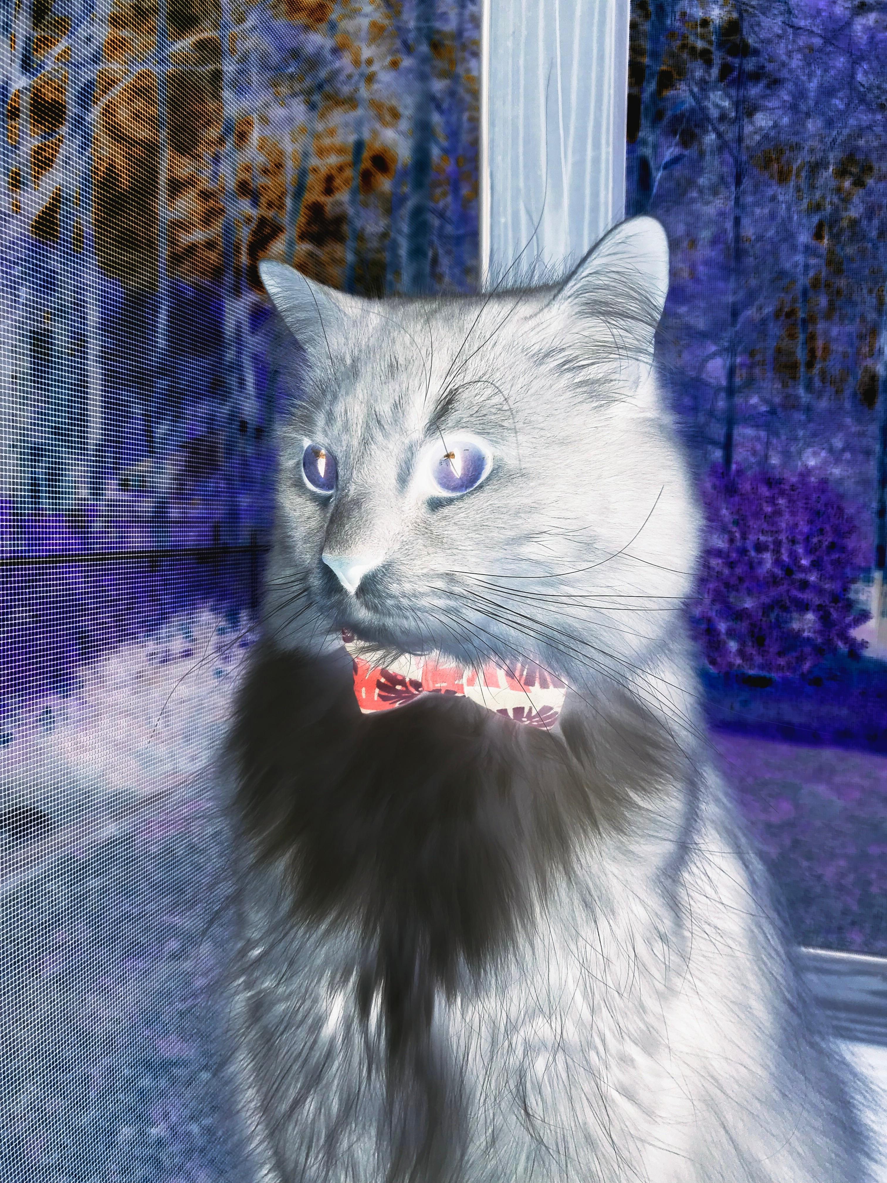 瑞典与恩佐，足球平行宇宙里的主宰与救赎