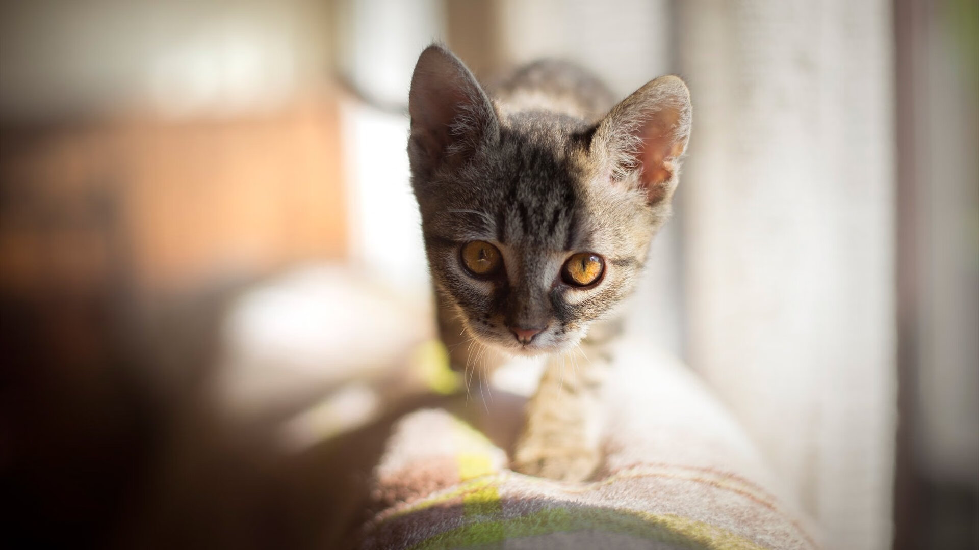 当东北虎咬碎航母，东契奇化身吉林外援导演逆转奇迹