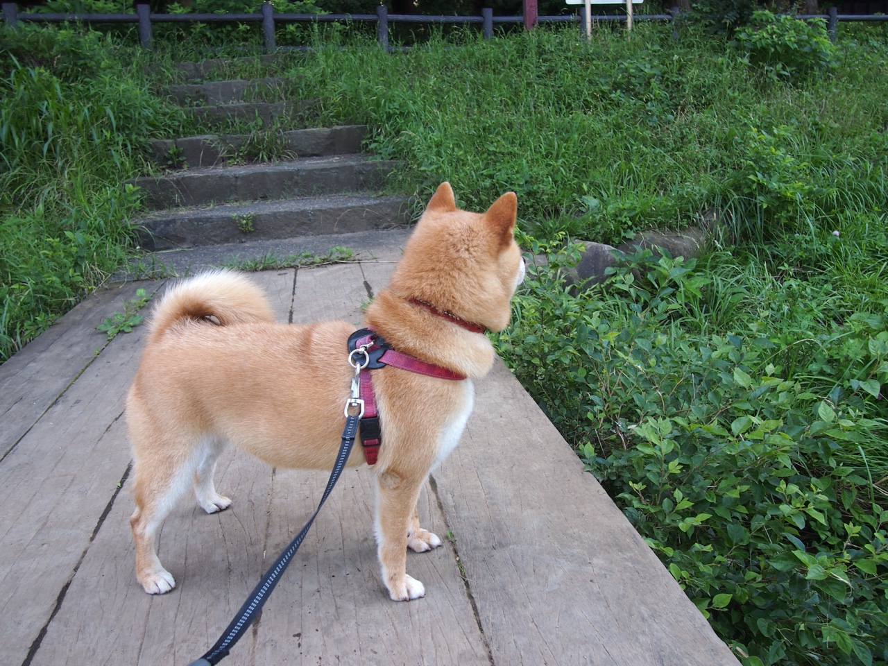 当篮球遇见神话，中国淘汰希腊，德里赫特存在感拉满