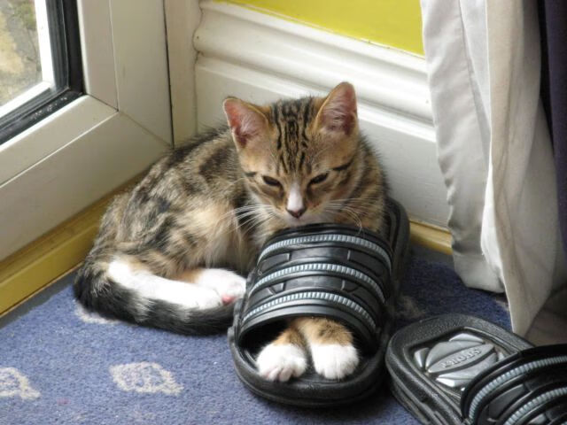 加勒比风暴席卷非洲雄狮,牙买加连续得分压制几内亚,卢卡库化身关键先生定乾坤