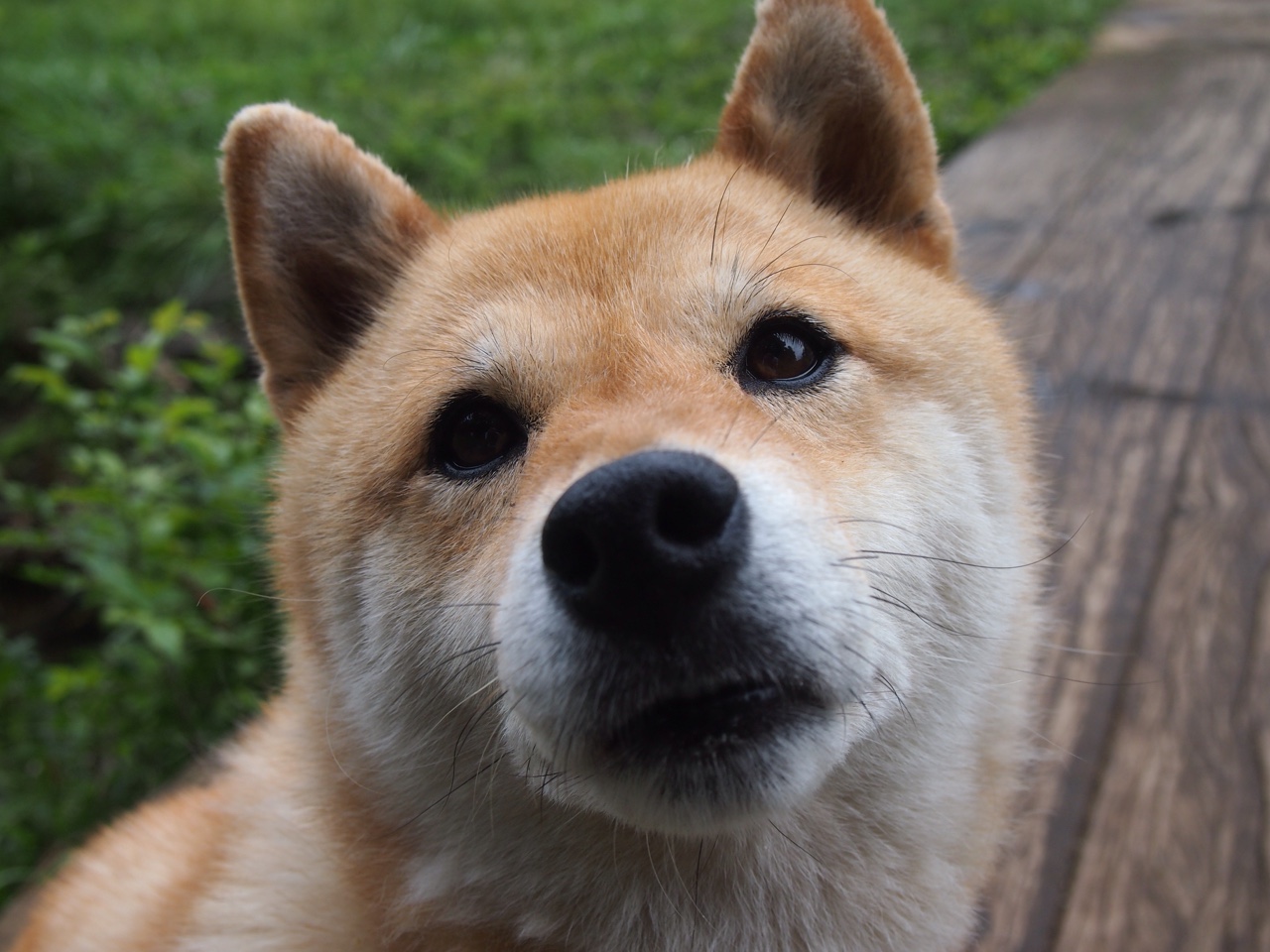 北欧新星照耀都柏林，卡马文加统治攻防，挪威硬仗擒下爱尔兰