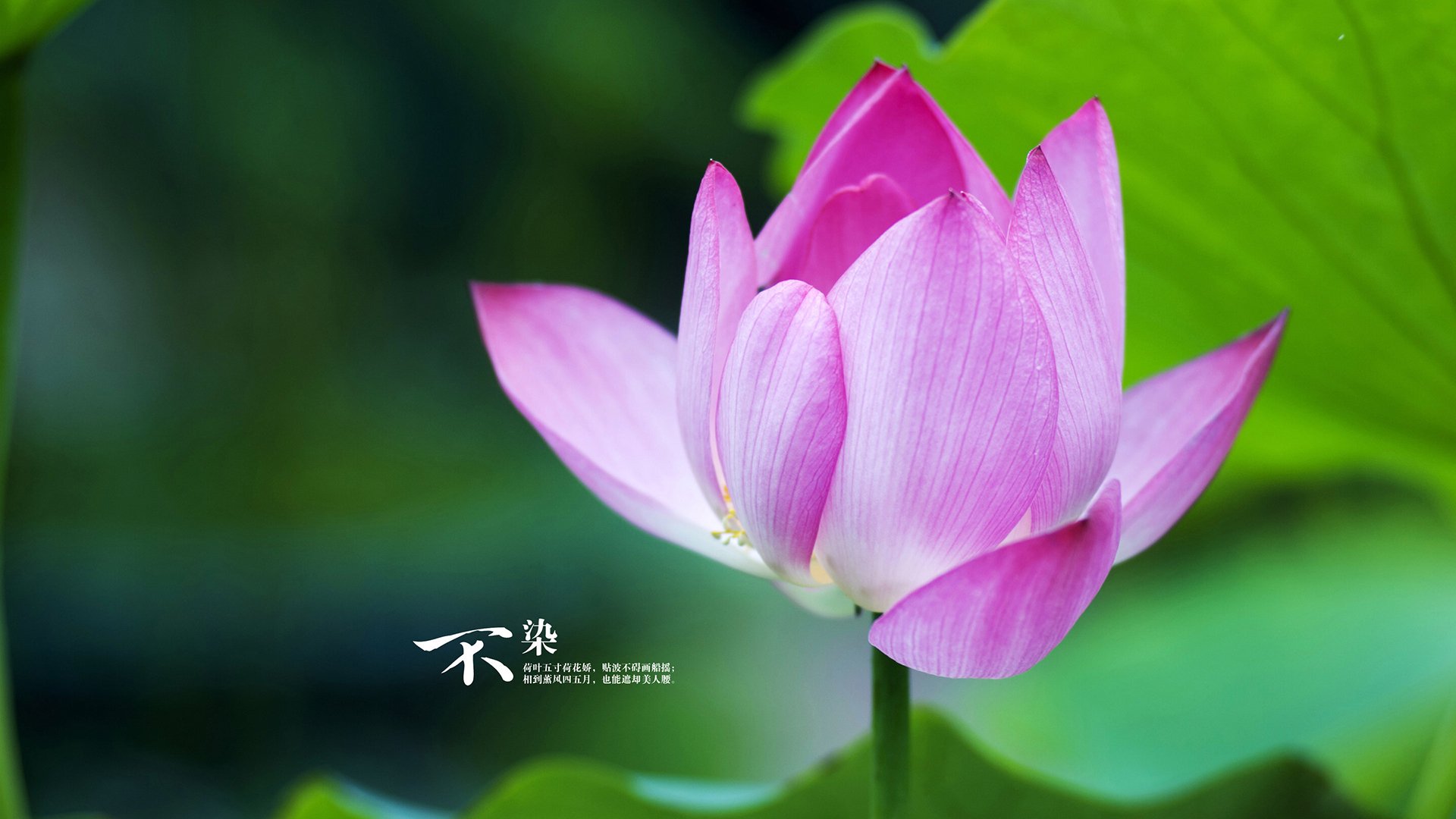 蓝白独舞，库尔图瓦封神之夜，波兰在B组绞杀战中碾碎喀麦隆的野望